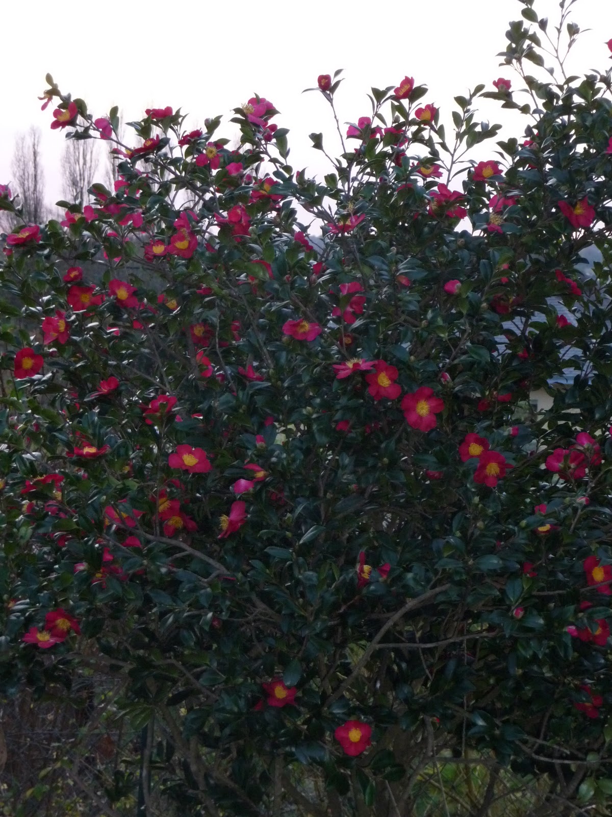 Le Douaire Ile De Vivre Tout Savoir Sur Le Photinia X Fraseri