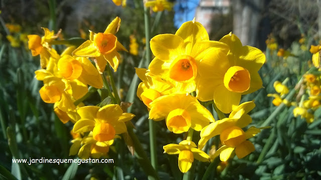 Flor de narciso