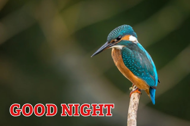 good night love birds photos images