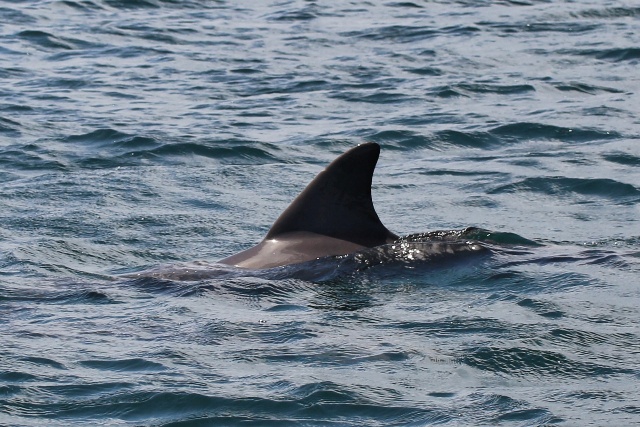 Delfín en Bocas del Toro