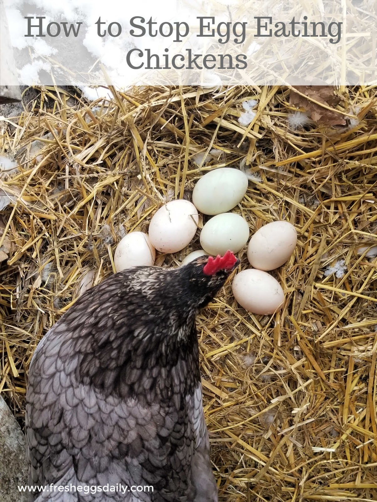 How to Stop Egg Eating Chickens Fresh Eggs Daily®