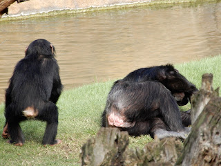 BIOPARC Valenciaのチンパンジー