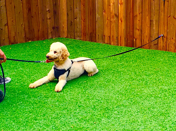 https://www.petslng.com/