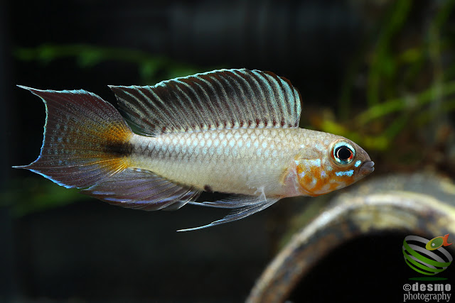 Apistogramma flabellicauda