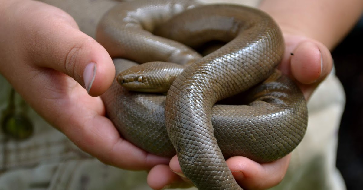Snakes of around the world Rubber Boa