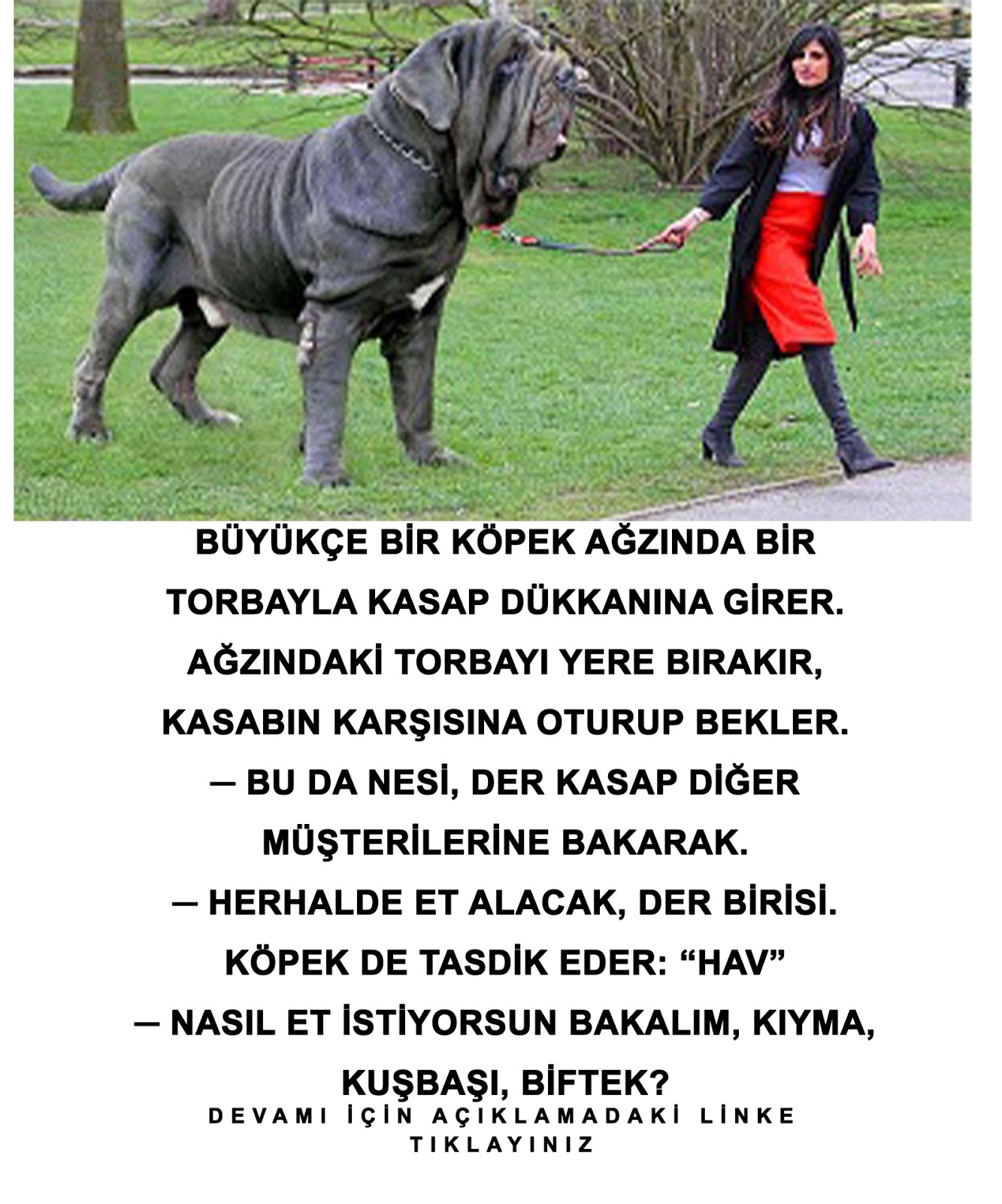 Güldüren Karikatürler Ve Fıkralar Akıllı Köpek