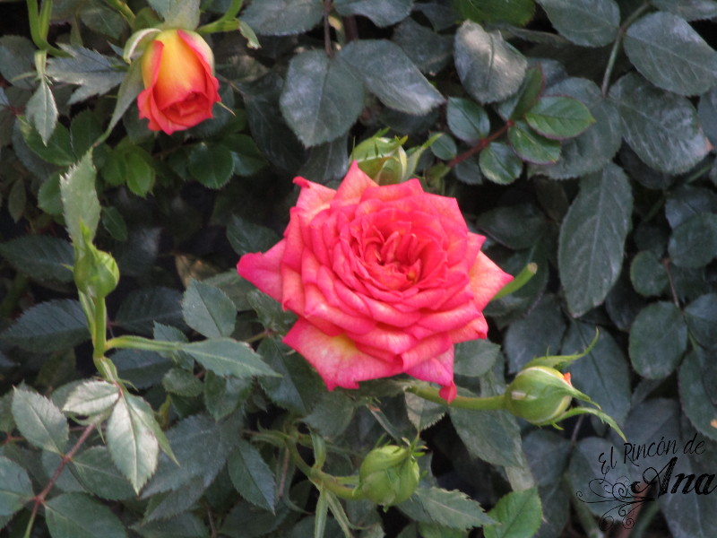 feria de la candelaria 2017