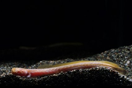 bearded-dragon-food-worms-2.jpg