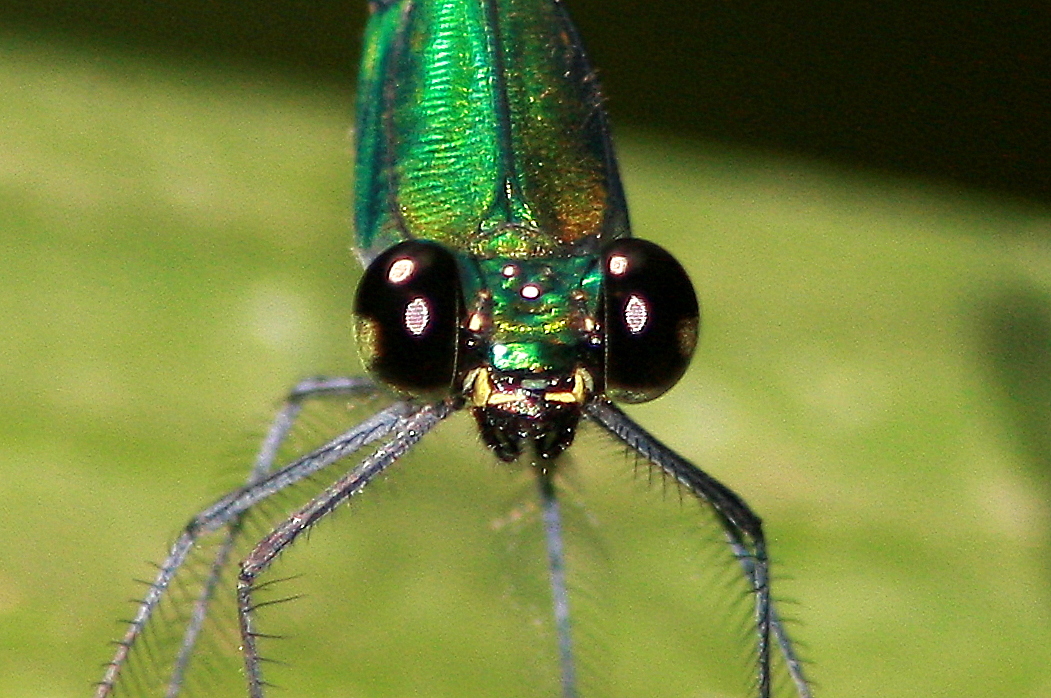 Insect Mouthparts