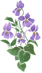 violet violets february shrinking primroses flowers wild primrose motif birthday birth adamson month hidden