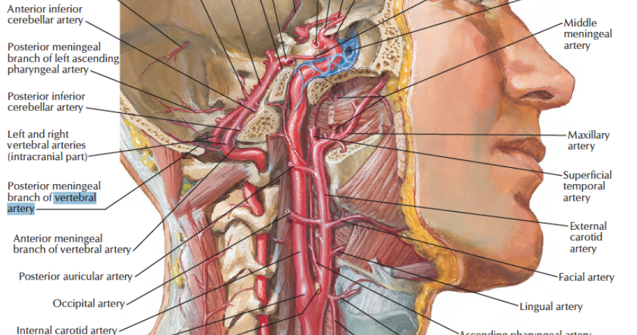 Human Anatomy Lessons: Vertebral Artery