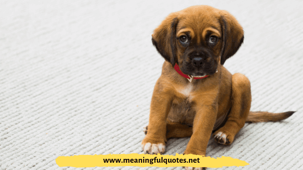 unique puppy names unique puppy names