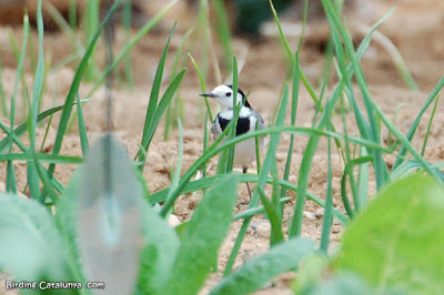 Cuereta blanca (Motacilla alba)