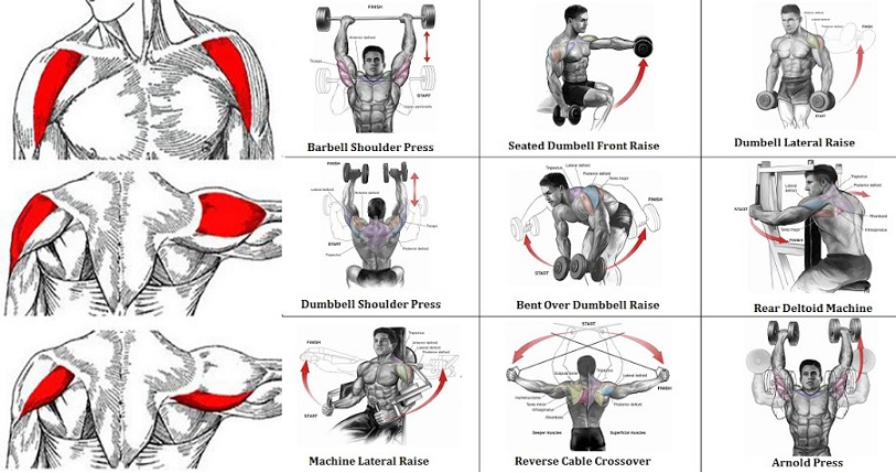 SEARCH AND BUY THIS PRODUCT The Most Effective Shoulder Exercise - all-bodybuilding.com
