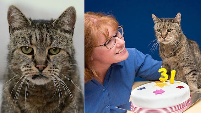31-year-old Cat, Who Chose His Humans 26 Years Ago, is Still Going Strong