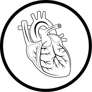 heart circulatory system