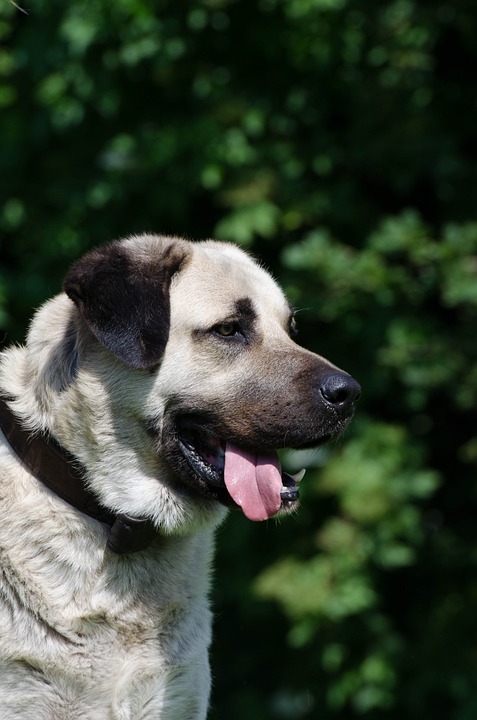 what are good guard dogs for families