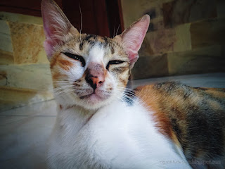 Sleepy Eyes Of A Mother Cat Relaxing On The House Floor North Bali Indonesia