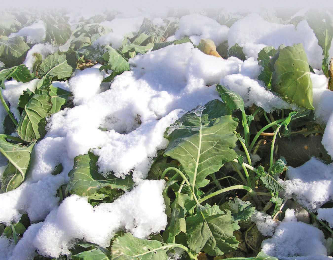 Whitetail Institute Winter Greens Key To Success In Wisconsin