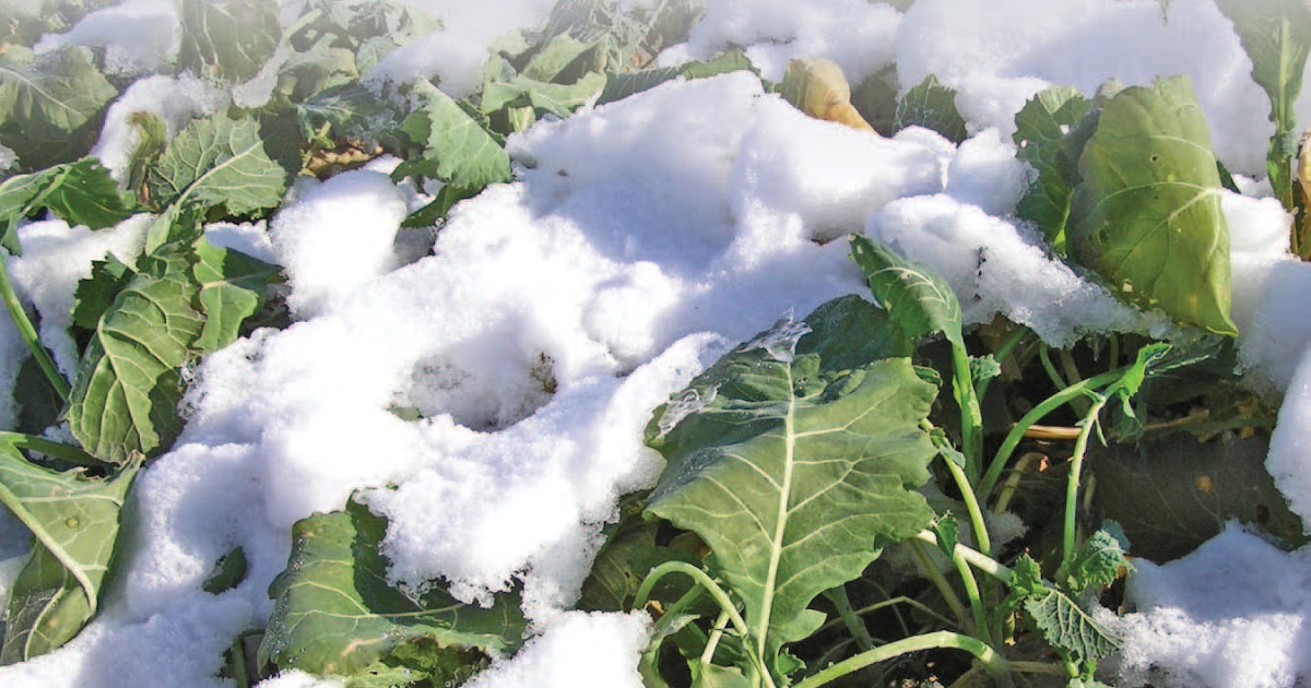 Whitetail Institute Winter Greens Key To Success In Wisconsin