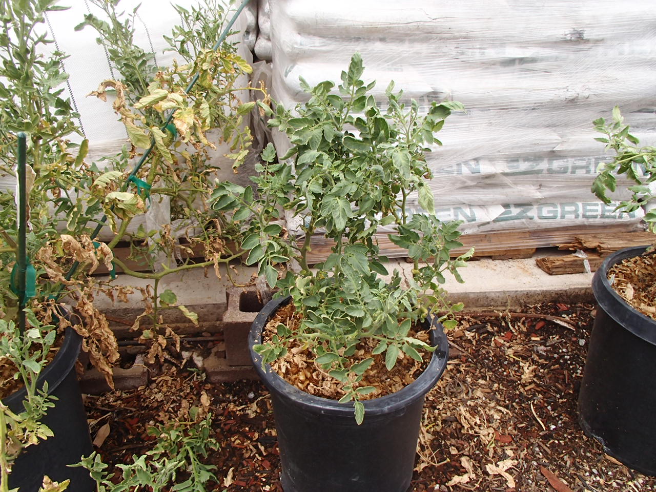Xtremehorticulture of the Desert Getting Second Crop of Tomatoes in