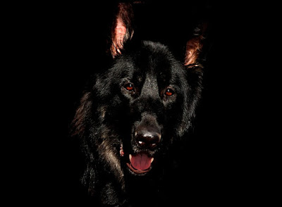 alt="perro negro"