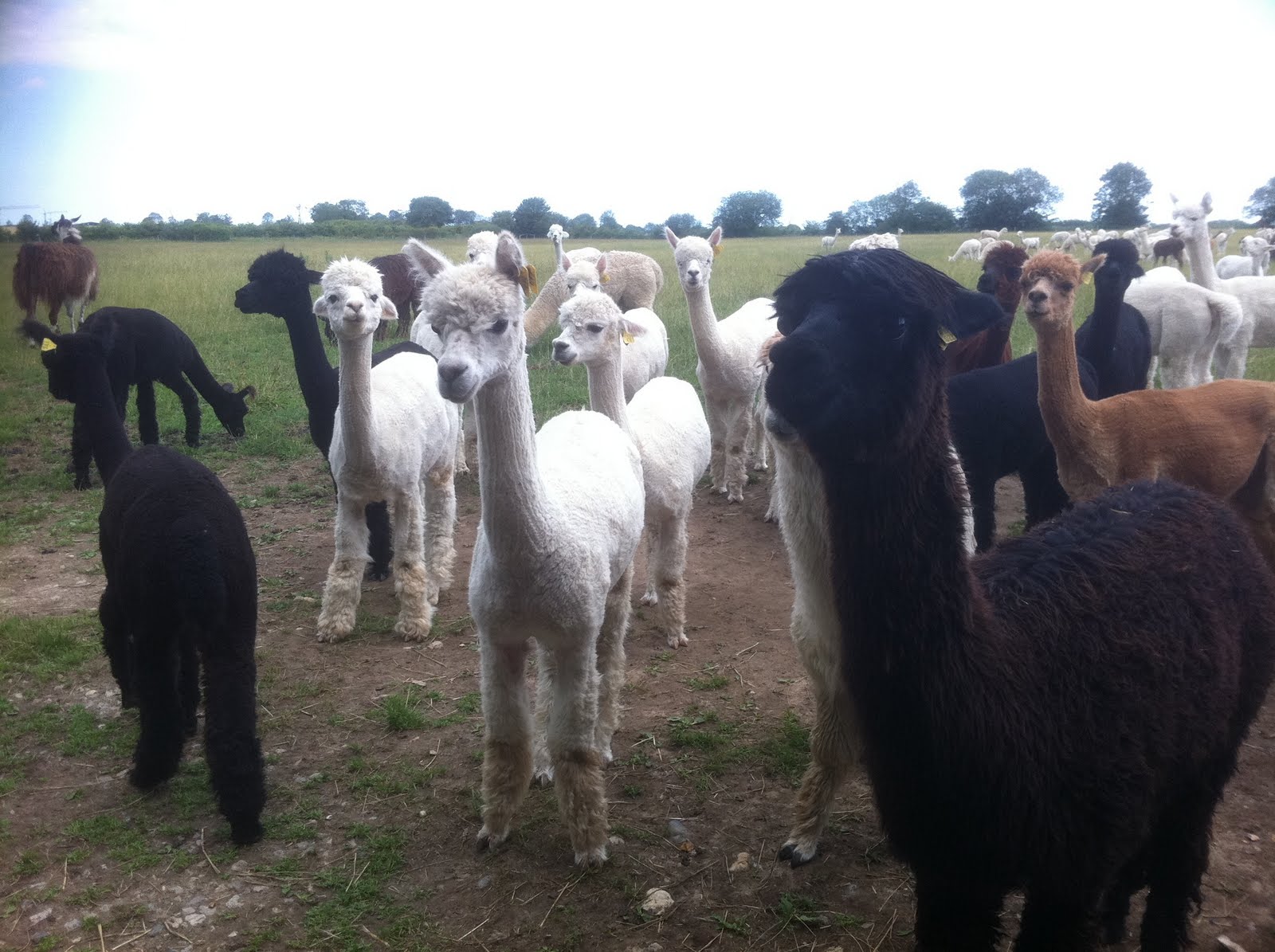 Quilters Cottage Norfolk Alpaca Farm Visit