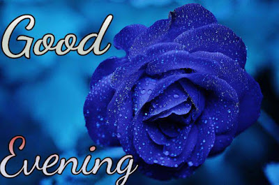 Good evening images with rose Good evening images with rose