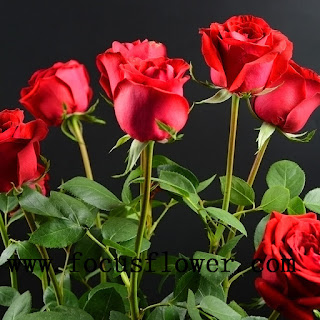 फूलों के फोटो, गुलाब शायरी, फूल गुलाब, कमल के फूल, गुलाब फूल की खेती, गुलाब के फूल के उपयोग, गुलाब फूल वॉलपेपर, फूलों की फोटो