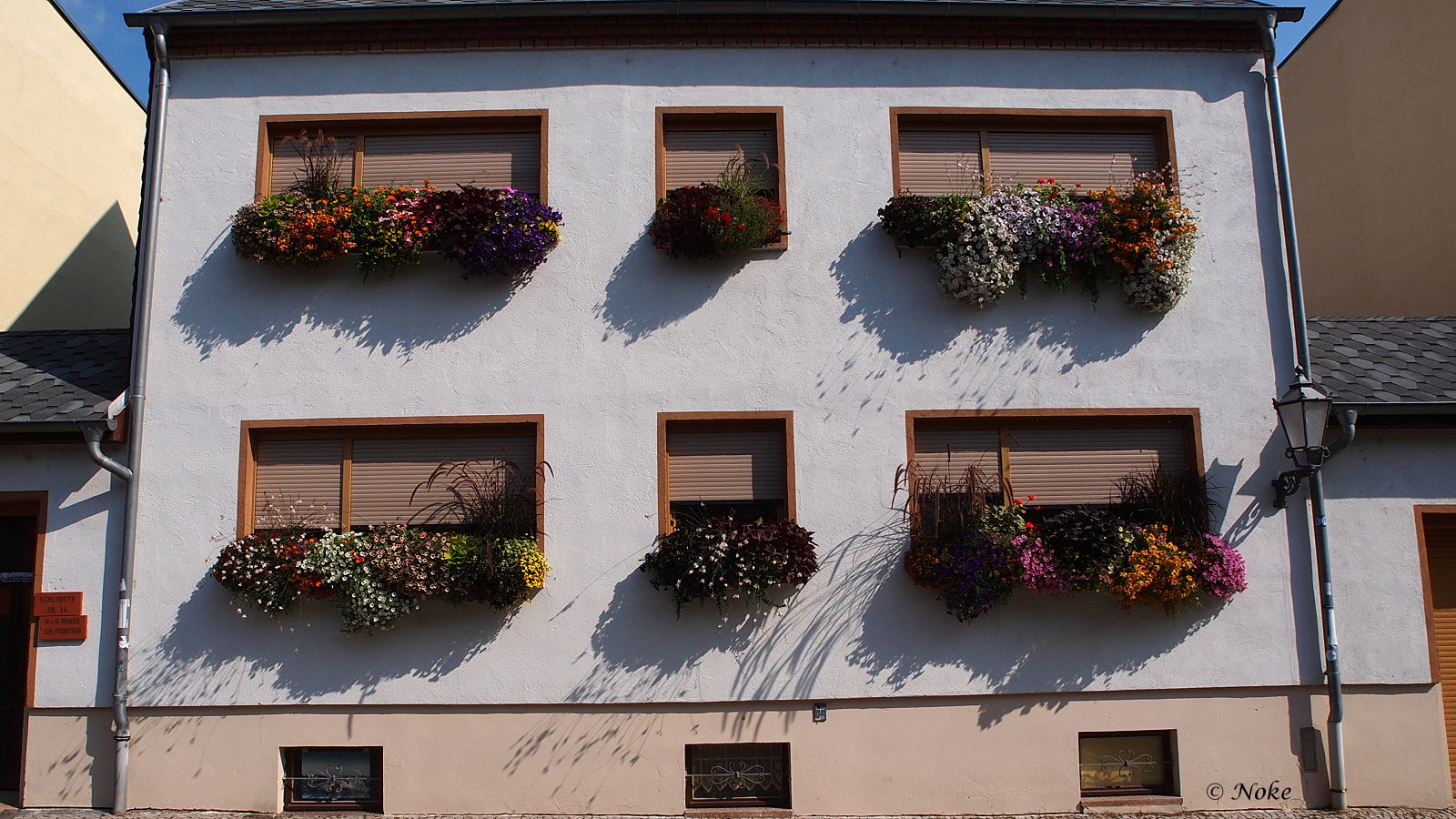 Fotos von Noke Blumen am Haus