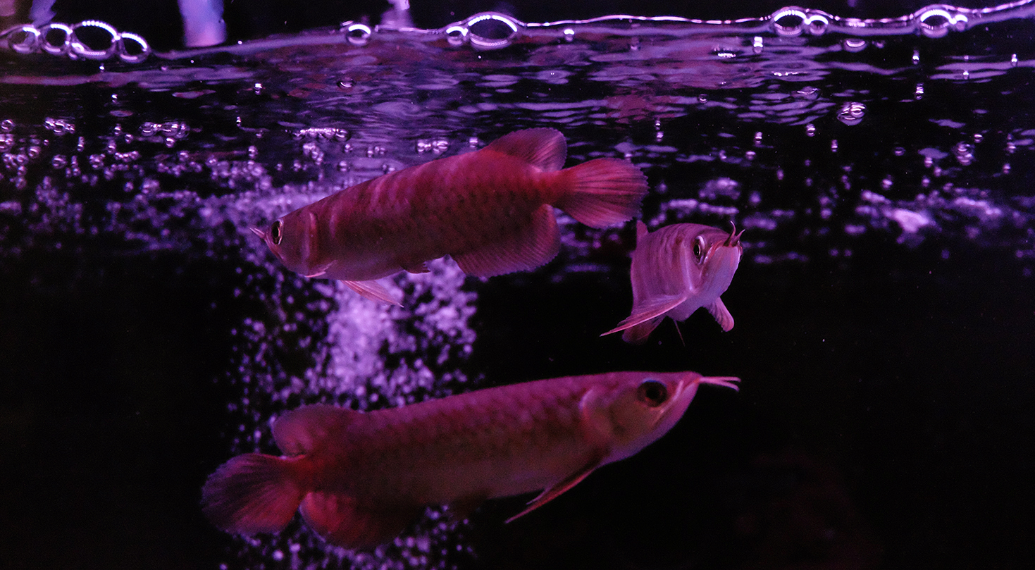 Belajar Memelihara Arwana Tips Dalam Memelihara Anakan Arwana