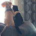 Dogs "dressed" cats sitting together to watch the scenery outside the window is so charming that netizens are heart-pounding because they are too cute