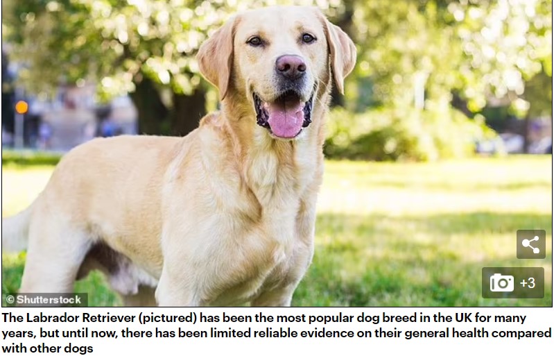 A que no funciona!! ¿tiene ud. un labrador retriever? conozca sus 12