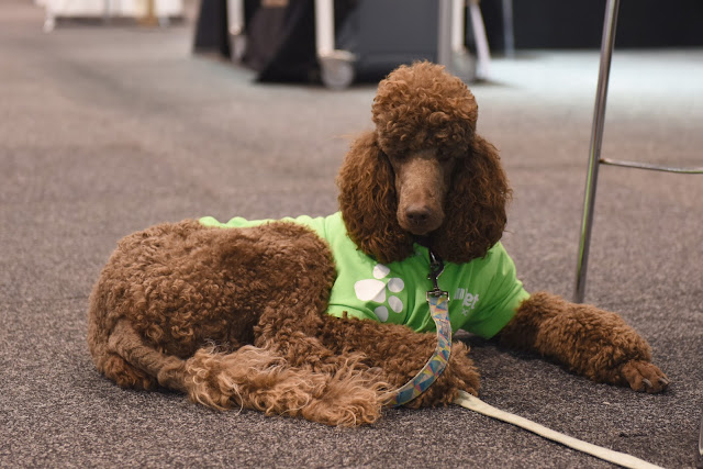 Poodle, standard poodle