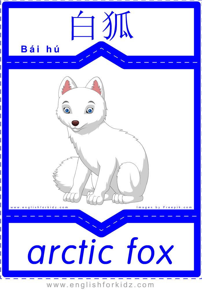Fox английский. China Flashcard. Animals of China Flashcards.