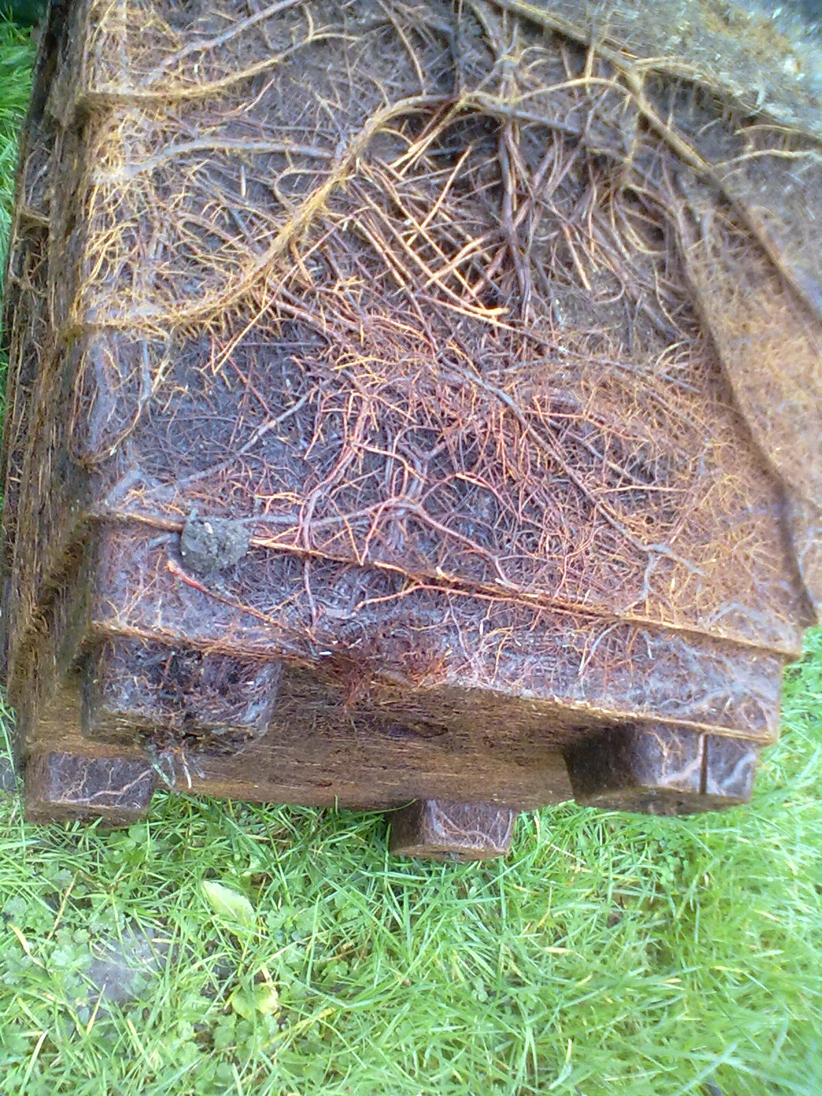 Rachel the Gardener How to retrieve a potbound plant.