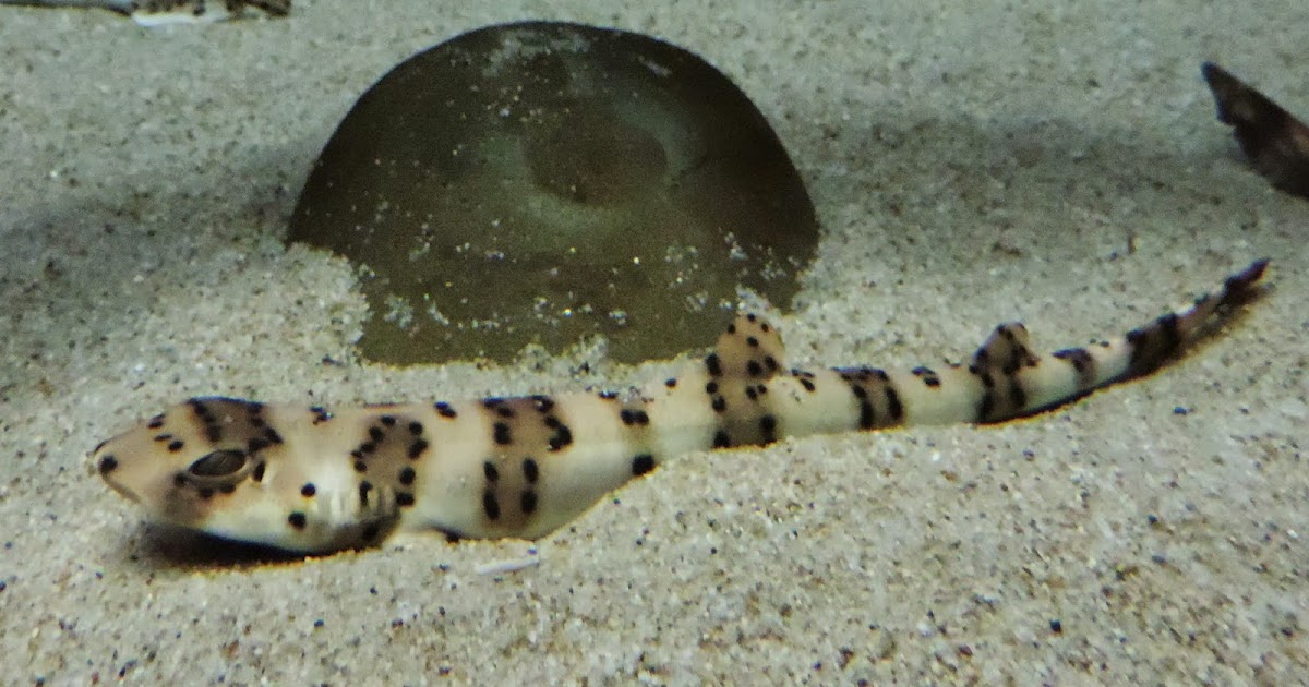 ナガサキトラザメ Tsuyo Kame Aquarium Museum