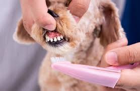 escovando dentes dos cães