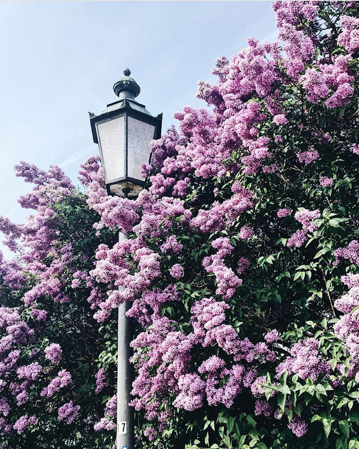 Favourite Things: Late-Spring Lilacs