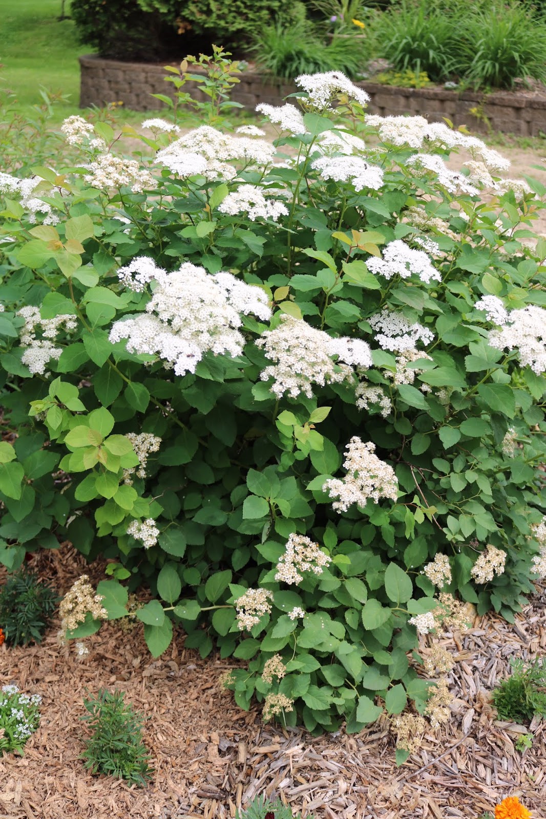 Spirea Nipponica Snowmound Easy To Grow Compact Shrub With