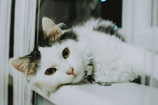 A kitten