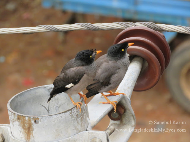 Common Myna