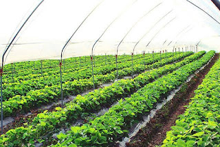 Aquaphonic Systems - The New Revolution in Agriculture and Cultivation