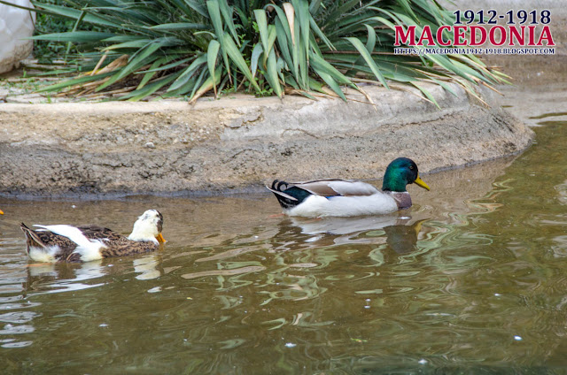 Ducks in pond - Church "St. Archangel Michael" - Avtokomanda, Skopje