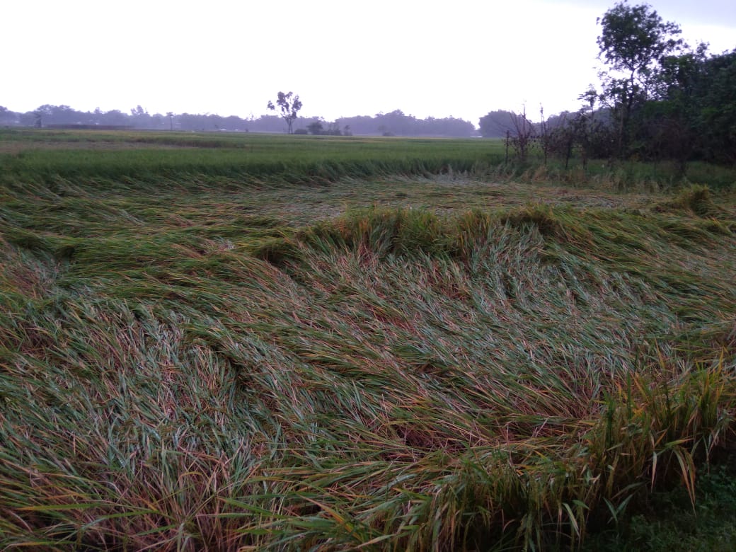 দফায় দফায় ঝড় বৃষ্টি, ব্যাপক ধান ও সবজি ক্ষতির মুখে, মাথায় হাত গোপীবল্লভপুরের চাষিদের 1 দফায় দফায় ঝড় বৃষ্টি, ব্যাপক ধান ও সবজি ক্ষতির মুখে, মাথায় হাত গোপীবল্লভপুরের চাষিদের