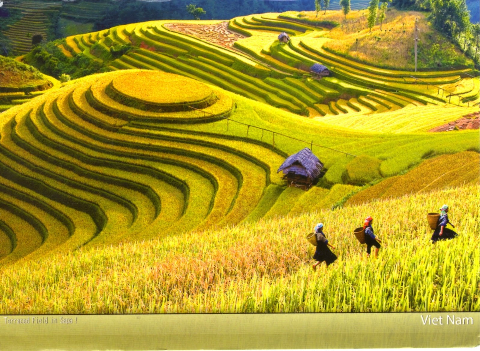 My postcard collection: Rice terraces in Sapa, Vietnam