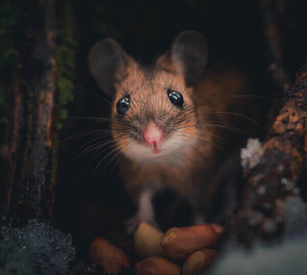Konsta Punkka Fotografía Fotografía de fauna