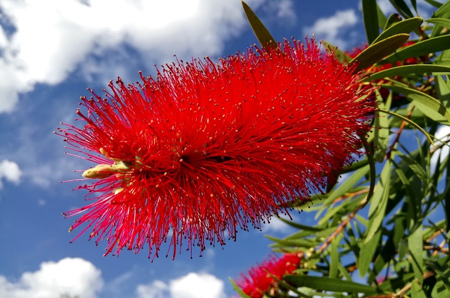 Características del limpiatubos o Callistemon citrinus