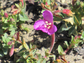 wildflower wednesday