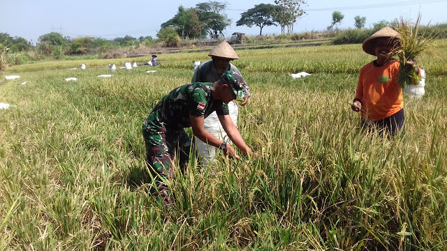Babinsa Koramil 23/Ceper Bersama Petani Memotong Padi